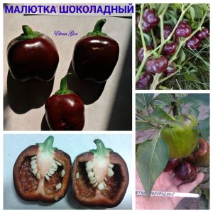 МАЛЮТКА ШОКОЛАДНЫЙ (LITTLE CHOCOLATE) - шоколадный перец