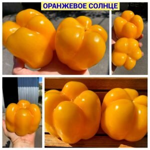 ОРАНЖЕВОЕ СОЛНЦЕ