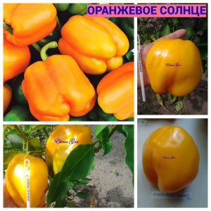 ОРАНЖЕВОЕ СОЛНЦЕ (ORANGE SUN) - желтый перец, форма куб