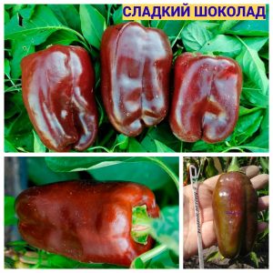 СЛАДКИЙ ШОКОЛАД (SWEET CHOCOLATE) - шоколадный перец, форма конус