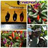 СУМЕРКИ (NUMEX TWILIGHT) - красный перец, острый, антоциан