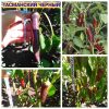 ТАСМАНСКИЙ ЧЕРНЫЙ - пурпурный перец