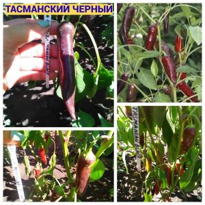 ТАСМАНСКИЙ ЧЕРНЫЙ - пурпурный перец