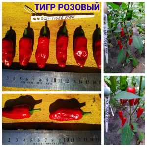 ТИГР РОЗОВЫЙ (TIGER PINK) - красный перец, острый