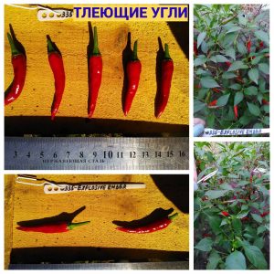 ТЛЕЮЩИЕ УГЛИ (EXPLOSIVE EMBER) - красный перец, острый, антоциан