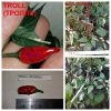 ТРОЛЛЬ (TROLL) - мини-красный перец, острый, антоциан