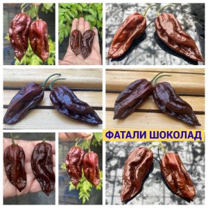 ФАТАЛИ ШОКОЛАД