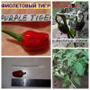 ТИГР ПУРПУРНЫЙ (TIGER PURPLE) - красный перец, острый