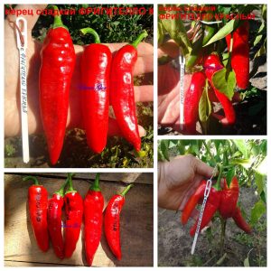 ФРИДЖИТЕЛЛО КРАСНЫЙ, ФРИГИТЕЛЛО КРАСНЫЙ (Friggitello). Ранний сорт 45-70 дней.