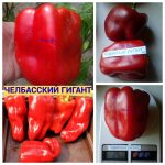 ЧЕЛБАССКИЙ ГИГАНТ (CHELBASSKIY GIANT) - красный перец, форма куб. СЕМЕНА СЛАДКИХ ПЕРЦЕВ КУПИТЬ
