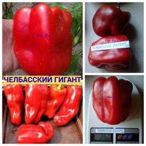 ЧЕЛБАССКИЙ ГИГАНТ (CHELBASSKIY GIANT) - красный перец, форма куб.
