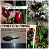 Перец черная жемчужина - красный сладкий острый