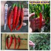ЧЁРНАЯ КОБРА (BLACK COBRA) - красный перец, острый, антоциан