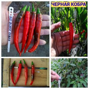 ЧЁРНАЯ КОБРА (BLACK COBRA) - красный перец, острый, антоциан