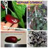 ЧЁРНАЯ ОЛИВКА (BLACK OLIVE) - красный перец, острый, антоциан