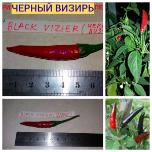 ЧЕРНЫЙ ВИЗИРЬ (BLACK VIZIER) - красный перец, острый