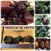 ЧИЛХУАГЛЕ НЕГРО (CHILHUAСLE NEGRO) - острый шоколадный перец