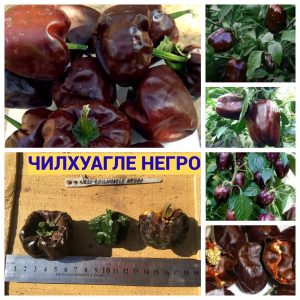 ЧИЛХУАГЛЕ НЕГРО (CHILHUAСLE NEGRO) - острый шоколадный перец