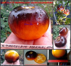 ШОКОЛАДНЫЙ МАРМЕЛАД (CHOCOLATE MARMALADE) - оранжево-синий томат