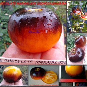 ШОКОЛАДНЫЙ МАРМЕЛАД (CHOCOLATE MARMALADE) - оранжево-синий томат