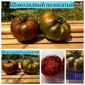 ШОКОЛАДНЫЙ ПОЛОСАТЫЙ - томат шоколадный бифштекс