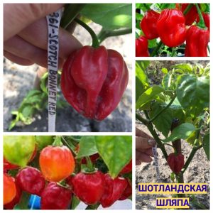 ШОТЛАНДСКАЯ ШЛЯПА (SCOTCH BONNET) - красный перец, острый