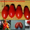 ЩЕДРАЯ СЛИВКА ТАРАСЕНКО (GENEROUS PLUM TARASENKO) - ранняя красная сливка