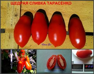 ЩЕДРАЯ СЛИВКА ТАРАСЕНКО (GENEROUS PLUM TARASENKO) - ранняя красная сливка