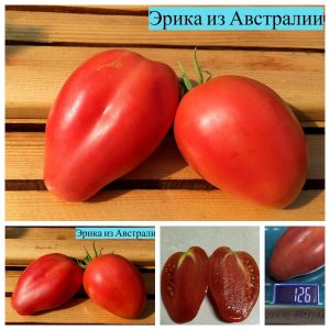 ЭРИКА ИЗ АВСТРАЛИИ (ERICA D'AUSTRALIE) - раннее розовое сердце
