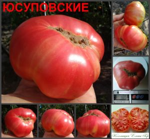 ЮСУПОВСКИЕ УЗБЕКСКИЕ (YUSUPOVSKIYЕ UZBEKSKIYЕ) - розовый крупный бифштекс, 10 семян ЮСУПОВСКИЕ УЗБЕКСКИЕ (YUSUPOVSKIYЕ UZBEKSKIYЕ) - розовый крупный бифштекс