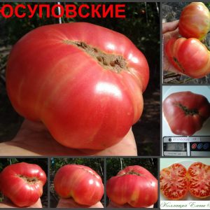 ЮСУПОВСКИЕ УЗБЕКСКИЕ (YUSUPOVSKIYЕ UZBEKSKIYЕ) - розовый крупный бифштекс