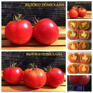 ЯБЛОКО ПОМЕХАНА (APPLE POMEKHANA) - ранний розовый кубовидный томат