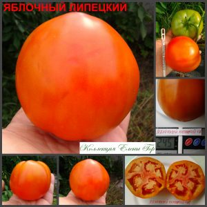 ЯБЛОЧНЫЙ ЛИПЕЦКИЙ (APPLE LIPETSK) - ранний красный томат