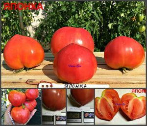 Японка - ранние томаты в виде сердца