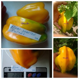 ЯПОНСКИЙ ЗОЛОТОЙ ГИГАНТ (JAPANESE GOLDEN GIANT) - желтый перец, форма куб