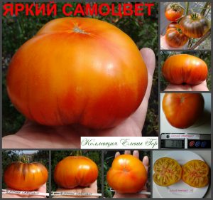 ЯРКИЙ САМОЦВЕТ (LUCID GEM) - ранний крупный биколор