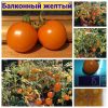 Сорт томатов БАЛКОННЫЙ ЖЕЛТЫЙ
