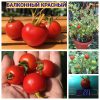 БАЛКОННЫЙ КРАСНЫЙ (BALCONY RED), БАЛКОННОЕ ЧУДО КРАСНЫЙ (BALCONY WONDER RED) - ранние томаты