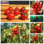 БАЯЯ (BAYAYA) - ранний микро-карликовый сорт томатов. СЕМЕНА ТОМАТОВ СЕРИИ ГНОМ