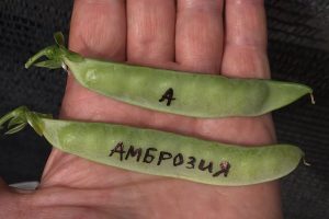 Амброзия - очень сладкий сорт сахарного спаржевого горошка, который можно употреблять в пищу вместе со стручком.