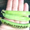 БОЛЬШОЙ СТРУЧОК (BIG POD) - ранний сахарный горох
