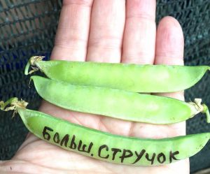 БОЛЬШОЙ СТРУЧОК (BIG POD) - ранний сахарный горох