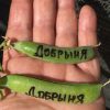 ДОБРЫНЯ (DOBRYNYA) - среднеранний сахарный горох