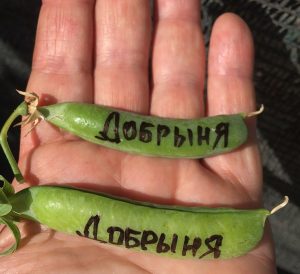 ДОБРЫНЯ (DOBRYNYA) - средне-ранний сахарный снеп-горох, 20 семян ДОБРЫНЯ (DOBRYNYA) - среднеранний сахарный горох