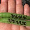 ПРЕЛАДО (PRELADO) - среднеранний безлистный сахарный горох