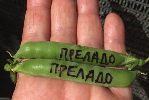 ПРЕЛАДО (PRELADO) - среднеранний безлистный сахарный горох