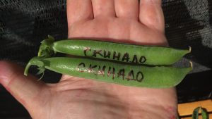 СКИНАДО (SKINADO) - среднеранний лущильный горох