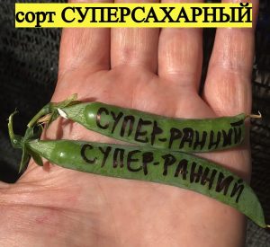 СУПЕРСАХАРНЫЙ (SUPERSUGAR) - ранний лущильный горох