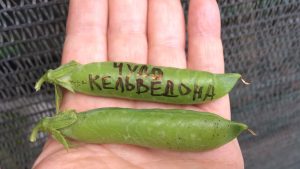 ЧУДО КЕЛЬВЕДОНА (CUD KELVEDONU) - ранний сахарный деликатесный горох, 10семян