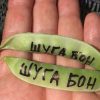 ШУГА БОН (SUGAR BON) - ранний сахарный деликатесный горох